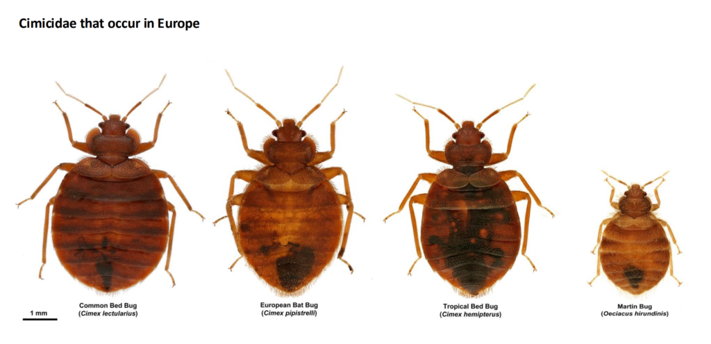 Comparison of the four Cimicidae found in Europe: common bedbug, European bat bug, tropical bedbug and martin bug, with a 1mm scale bar.