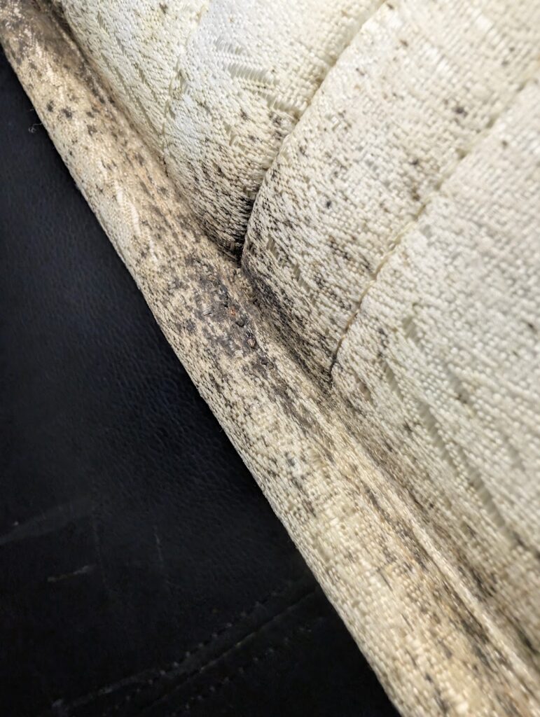 Dark bedbug faecal spotting along a mattress seam.