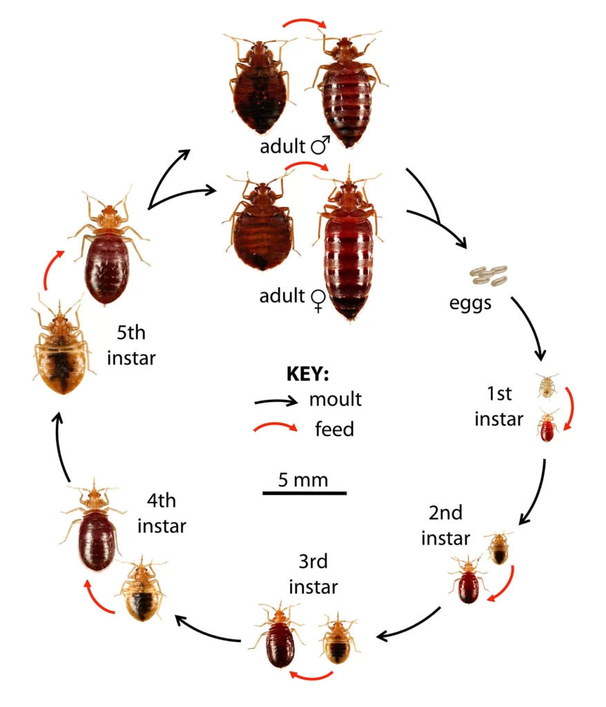 Diagram of the common bedbug life cycle: eggs, five nymph stages, and adult male and female, with a 5mm scale bar.