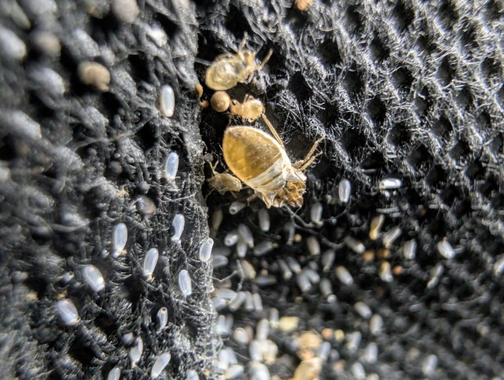 Cluster of pearly-white bedbug eggs cemented in a harbourage, with a freshly moulted nymph and shed skins.