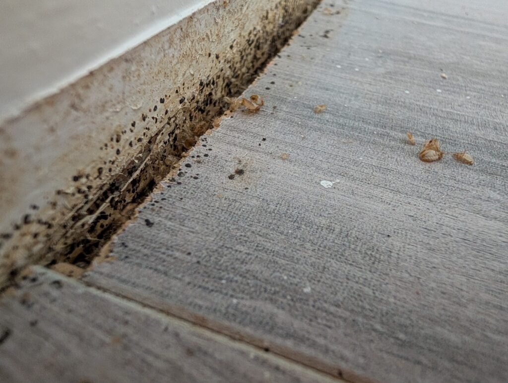 Figure 5. A heavier harbourage in a skirting-board gap: faecal marks, shed skins and eggs where the bugs cluster together.