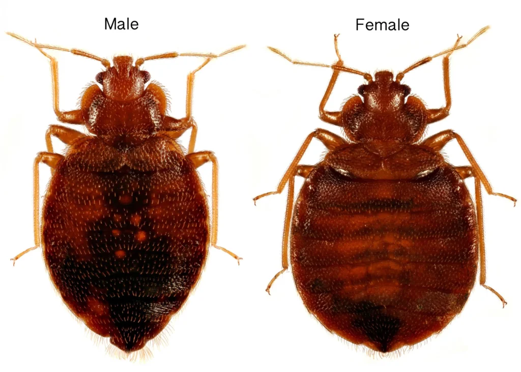 Male and female adult common bedbugs side by side