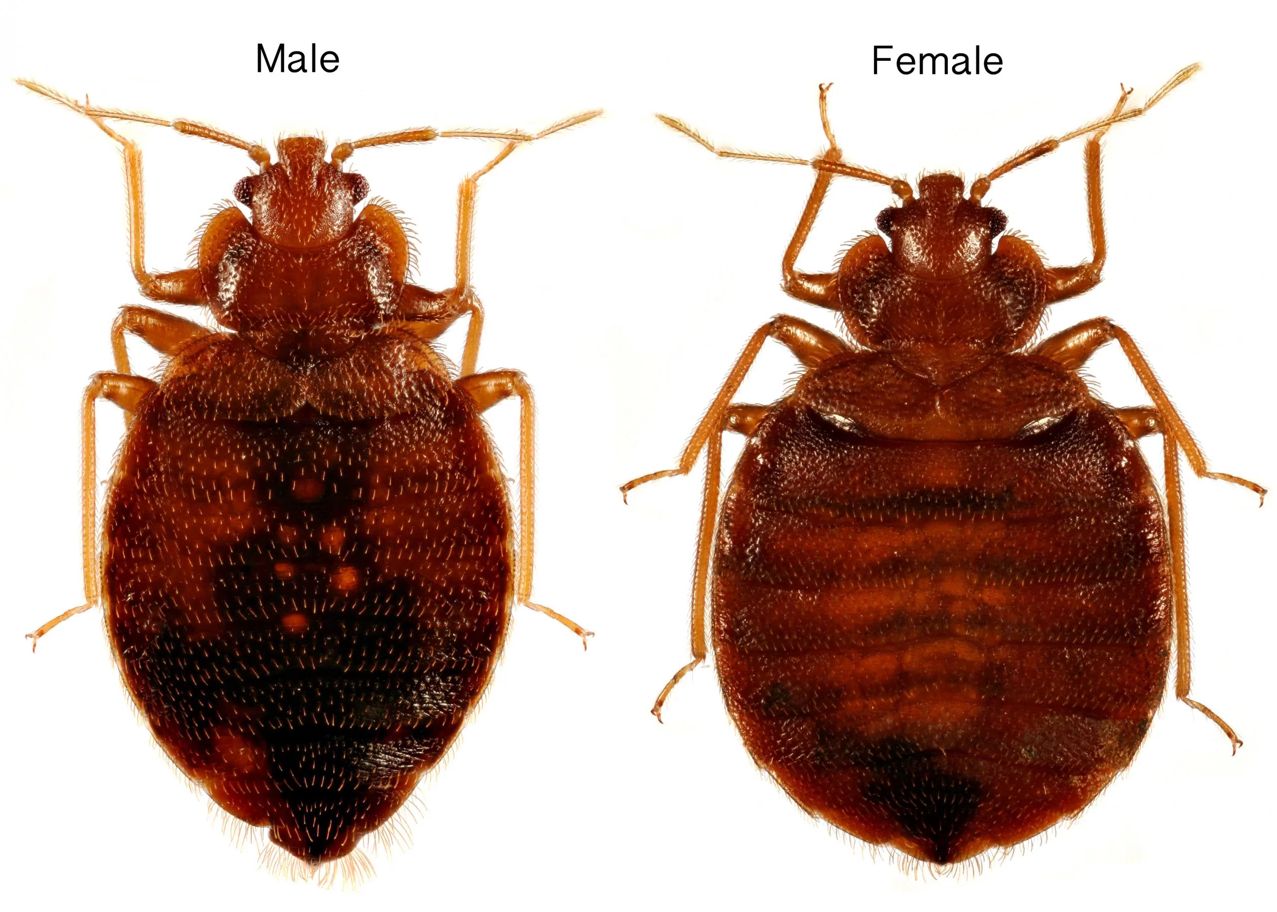 Male and female adult common bedbugs side by side